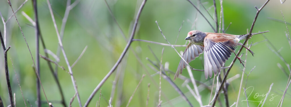 Common linnet Male taking off