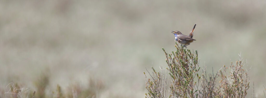 Male Bluethroat bird singing for females in the marsh