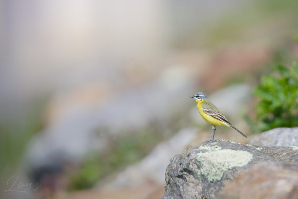 Western Yellow Wagtail