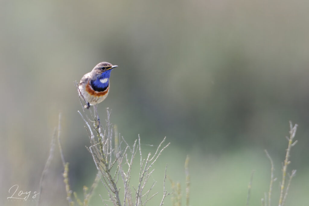 Male Bluethroat bird checking around for females