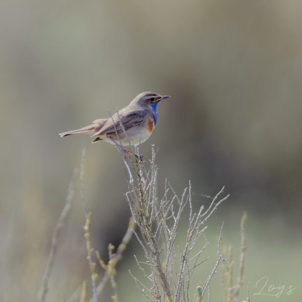 Male Bluethroat bird chilling on the branch