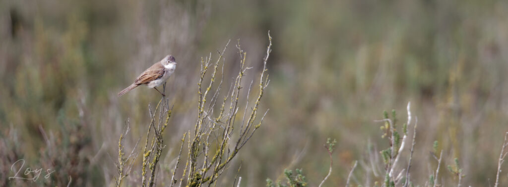 Western Subalpine Warbler Female