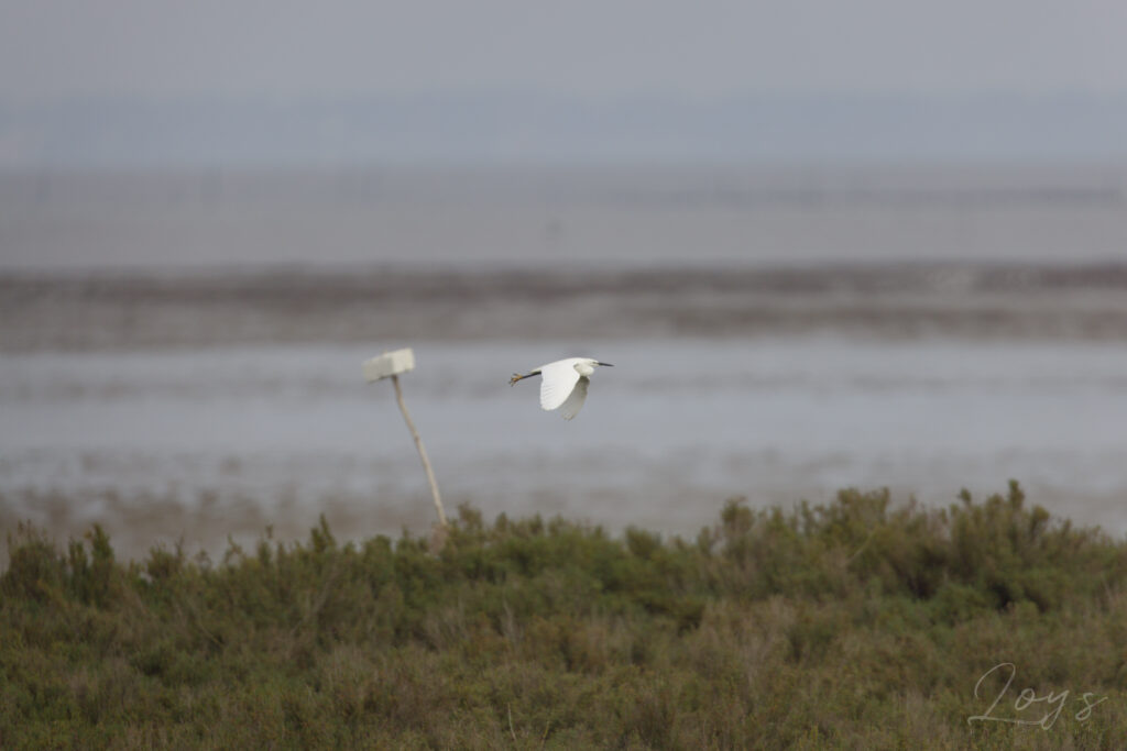 Little egret flying in the Marais Breton