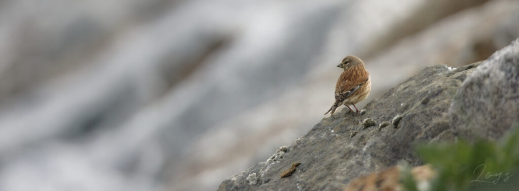 Female Common linnet