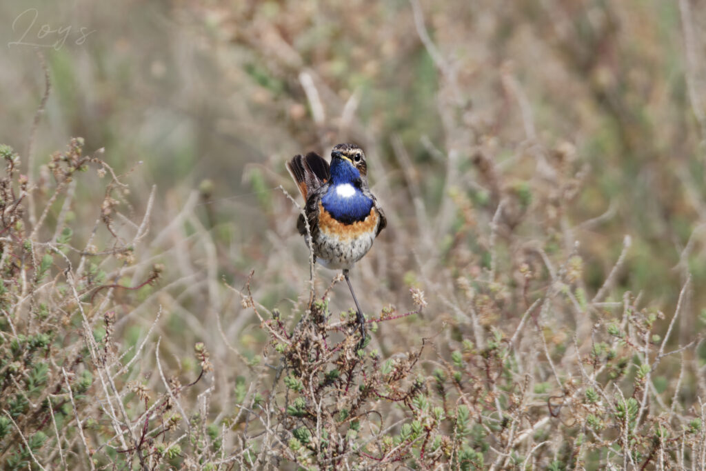 Male Bluethroat bird showing his charms