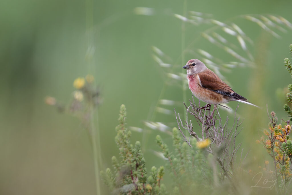 Male common linnet (Linaria cannabina) perching with flowers