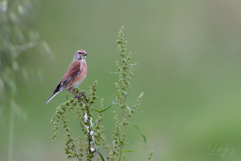 Male common linnet (Linaria cannabina) perching and looking around