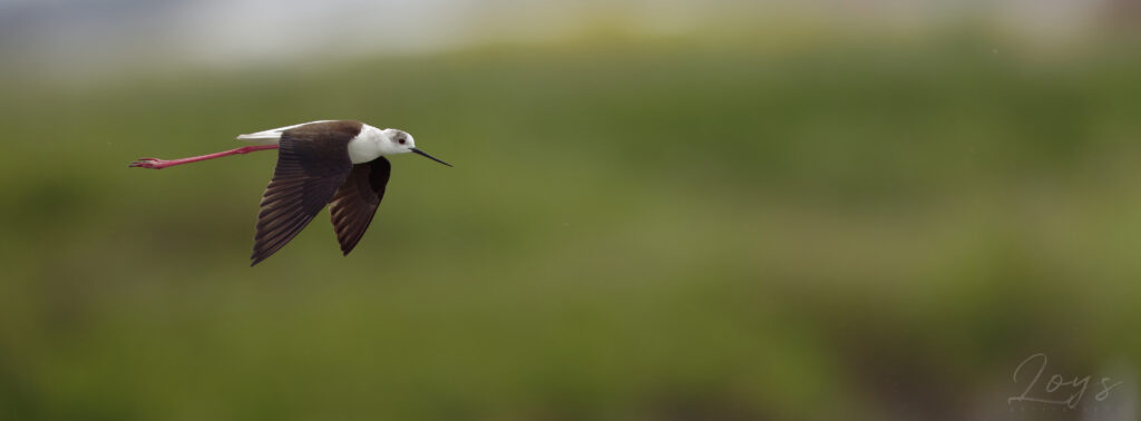 Black-winged stilt (Himantopus himantopus) flying over the marshes.