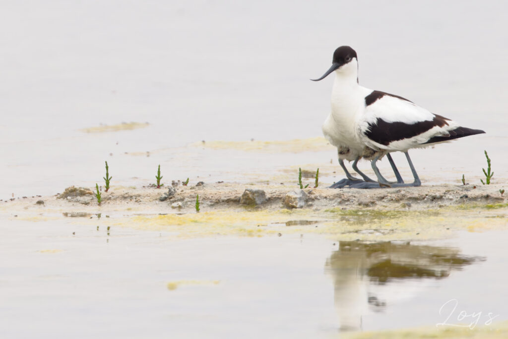 Pied avocet (Recurvirostra avosetta) warming its babies : "Go!"