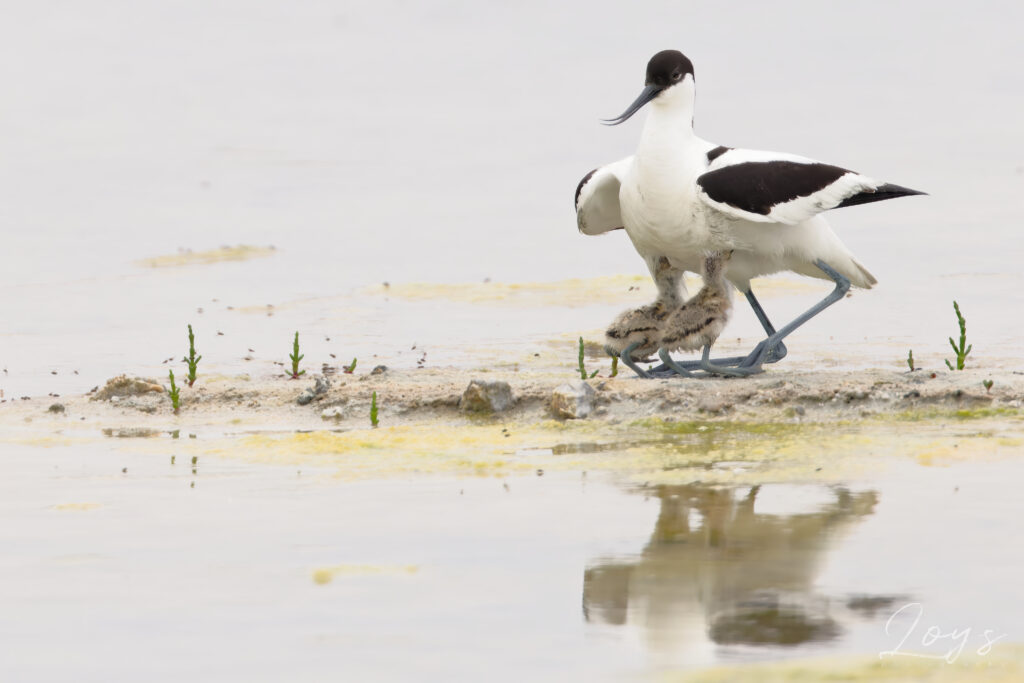 Pied avocet (Recurvirostra avosetta) warming its babies : "set!"