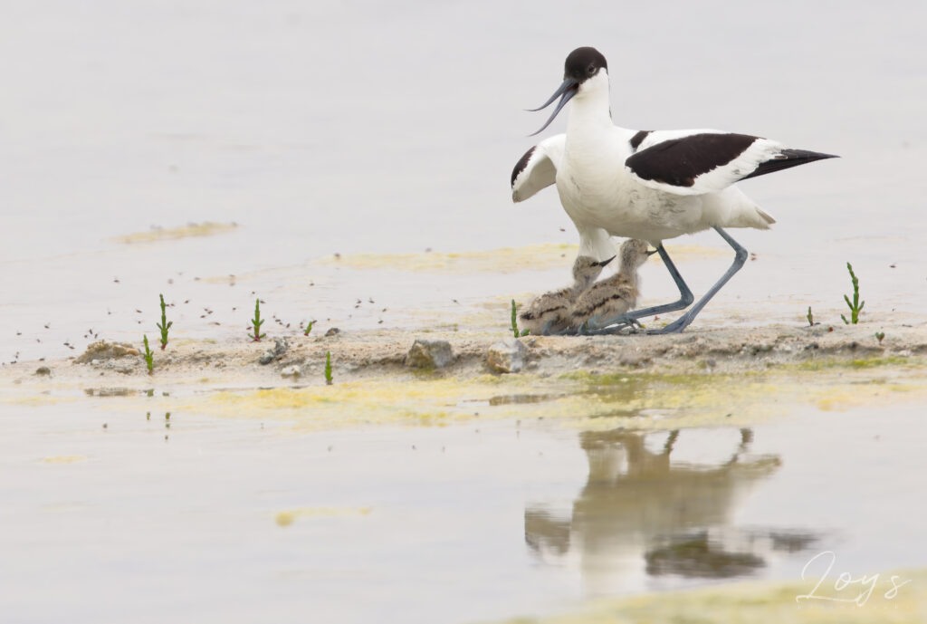 Pied avocet (Recurvirostra avosetta) warming its babies : "readyy!"