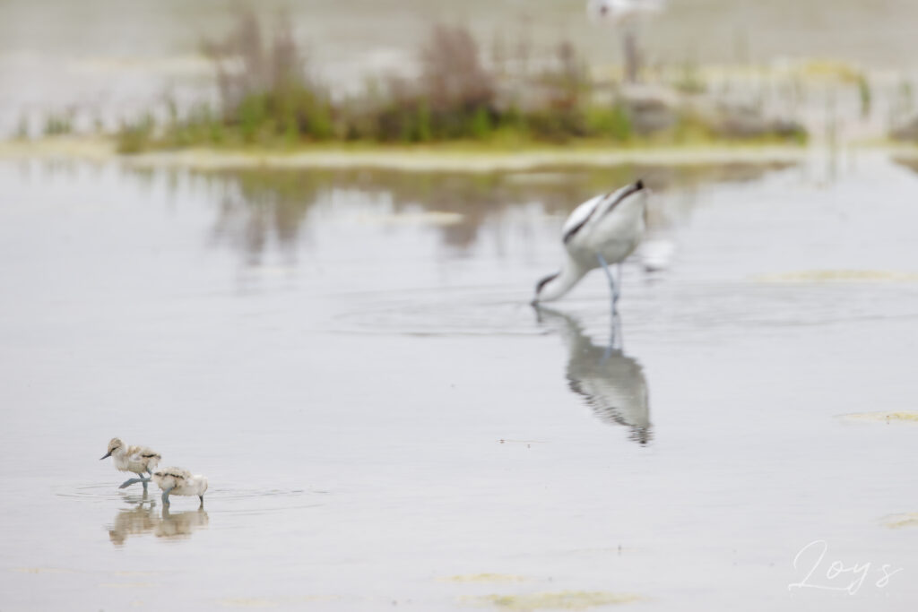 Pied avocet (Recurvirostra avosetta) babies.