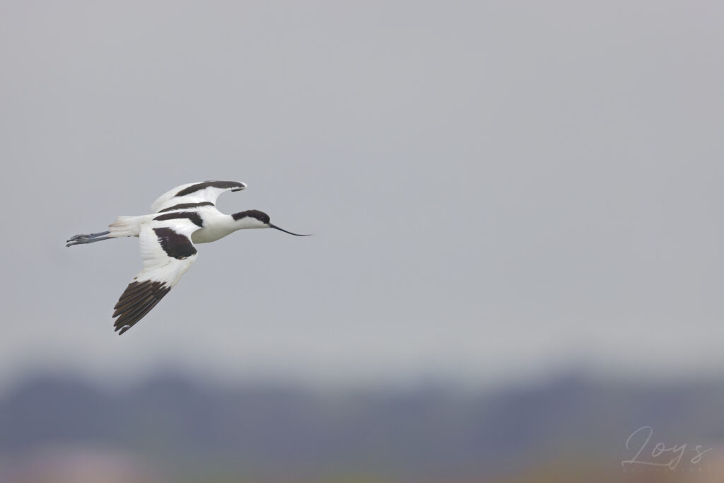Pied avocet (Recurvirostra avosetta) flying.