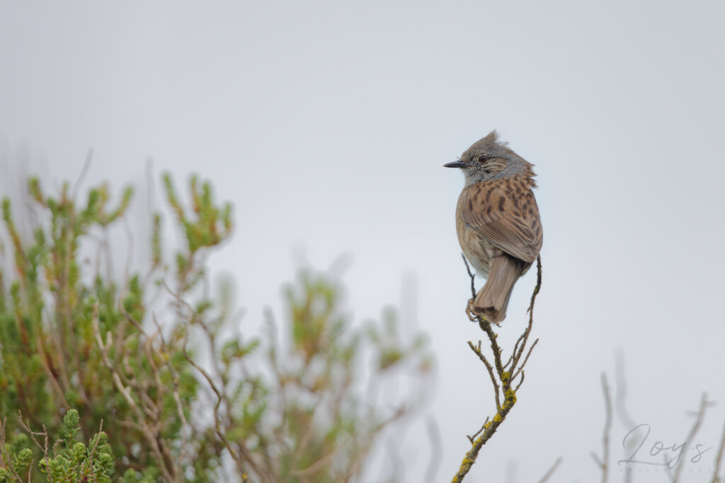 A dunnock perching at Sissable