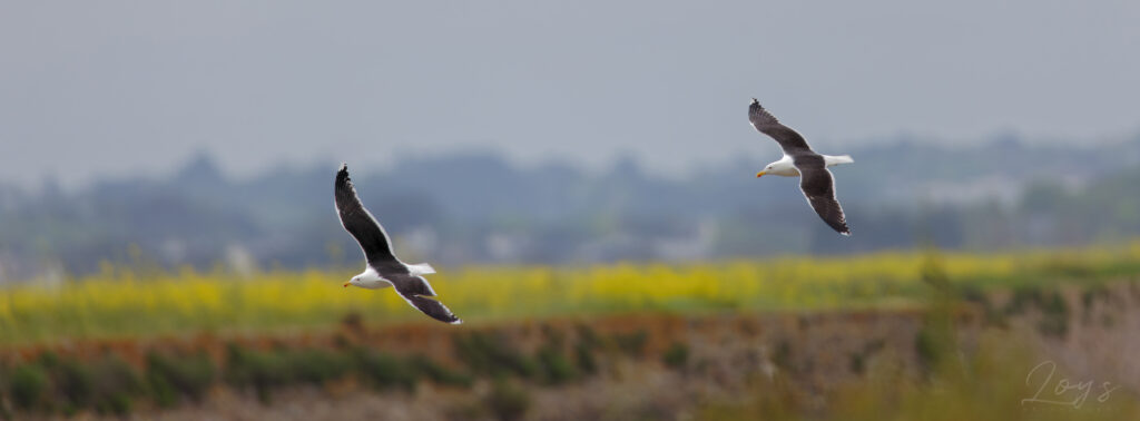 Two Great Black-backed Gull flying