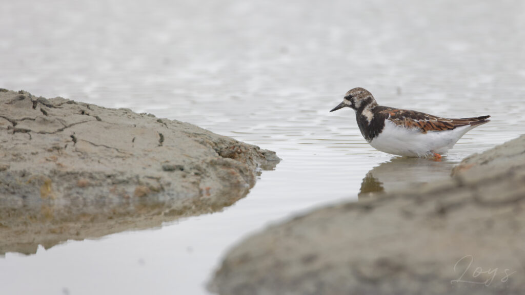 Ruddy turnstone (Arenaria interpres) walking in the salt pan