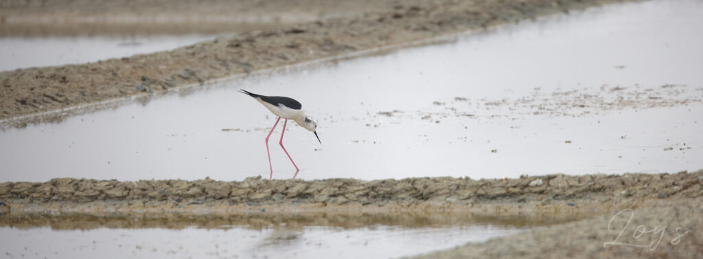 Black-winged stilt (Himantopus himantopus) searching for mollusks in the salt marsh.