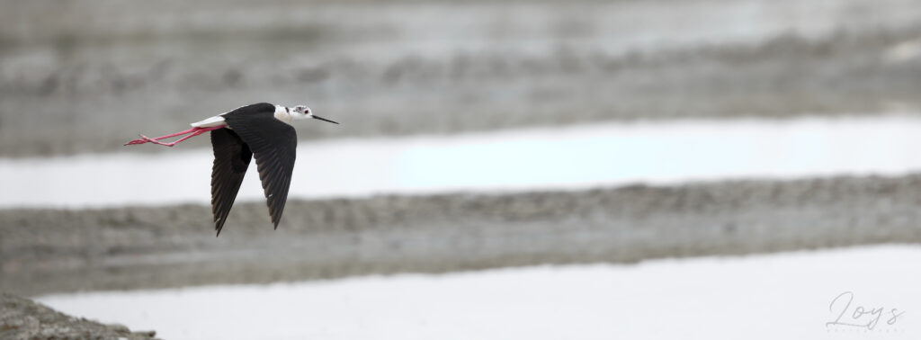 Black-winged stilt (Himantopus himantopus) flying over the salt pans.